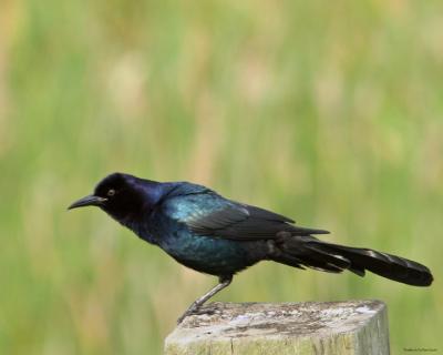 Grackle Male 72.jpg