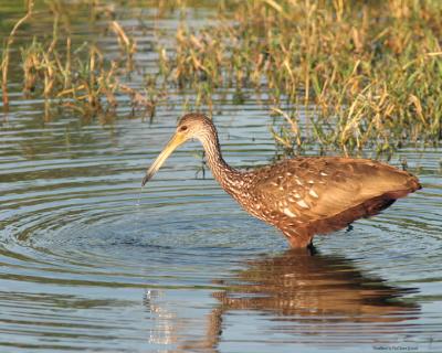 Limpkin in the water 72.jpg