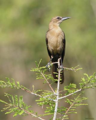 Female Grackle on branch 72.jpg