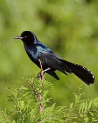 Grackle on branch2.jpg