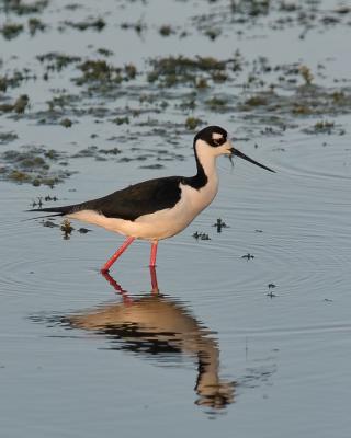 Black Necked Stilt.jpg