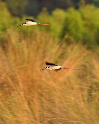 Stilts in flight.jpg