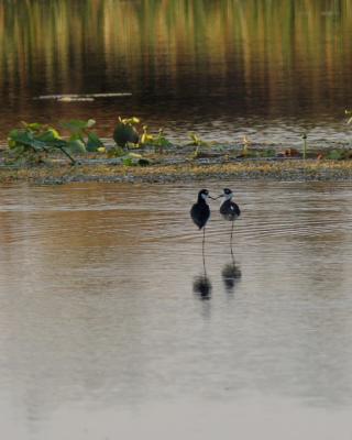 Stilts in love.jpg