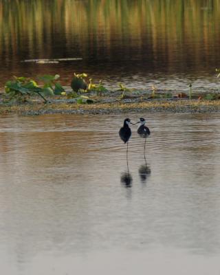 Stilts in love.jpg