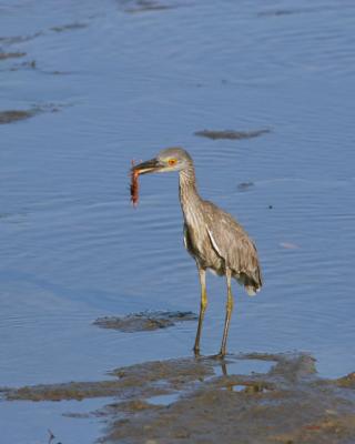 Night Heron with a tasty morsel.jpg