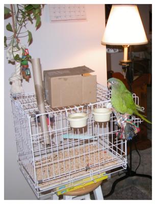 Gypsy Cage 2.jpg