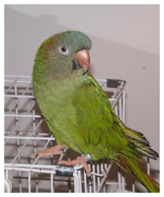 Gypsy Cage 3.jpg