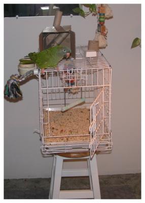 Gypsy top Cage.jpg