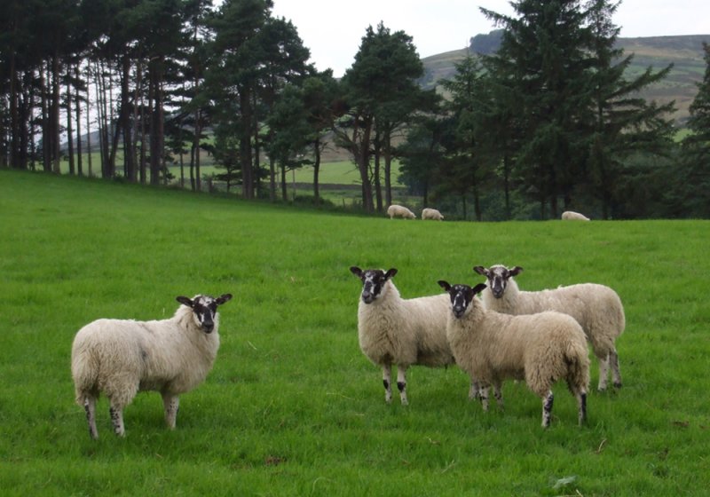 lambs on tour