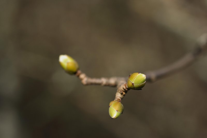 budding