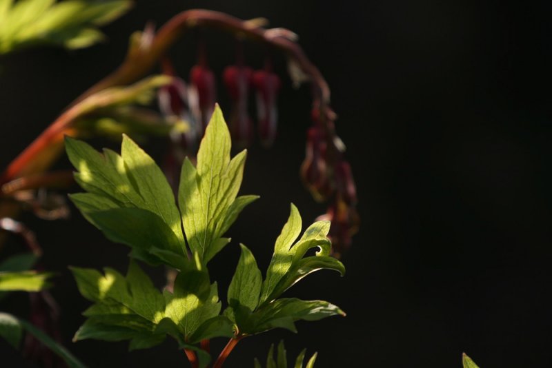 dicentra