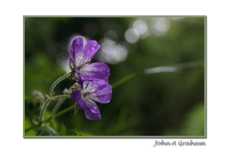 wet cranesbill