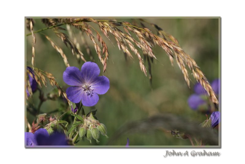 meadow cranesbill