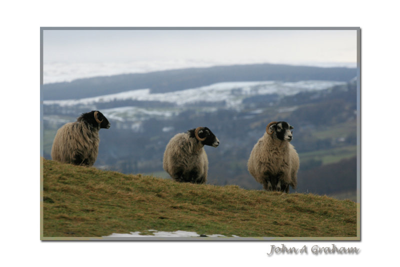 wot are ewe looking at?