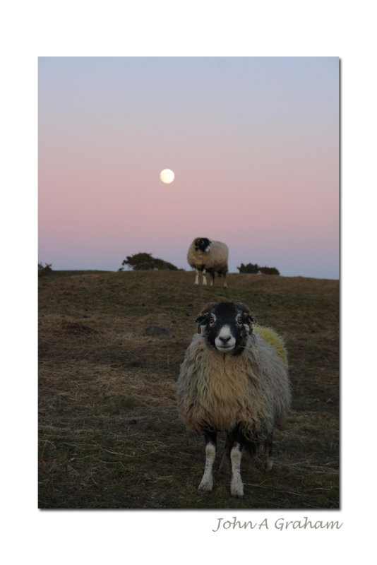 Over the moon to see ewe