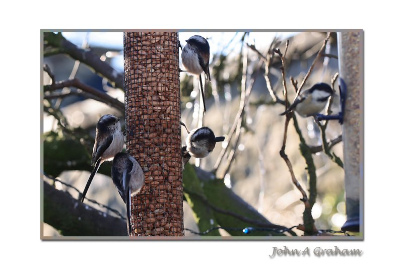Long Tailed Tits (and a Coal Tit)
