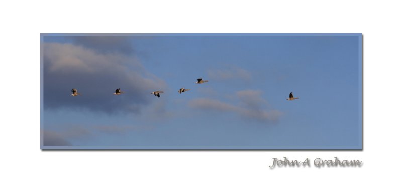 greylag