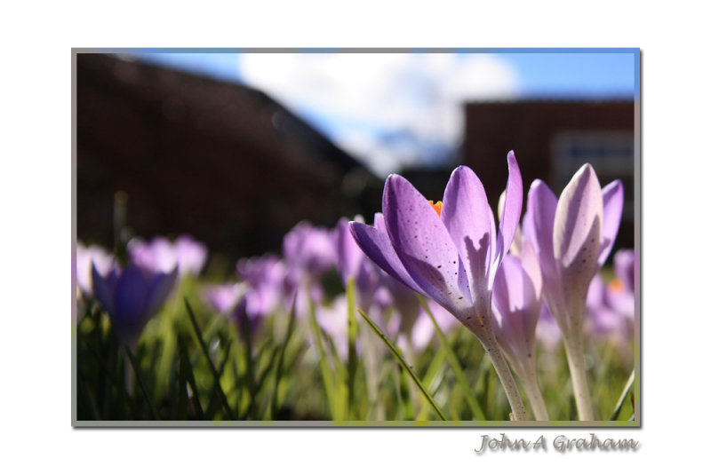 crocuses