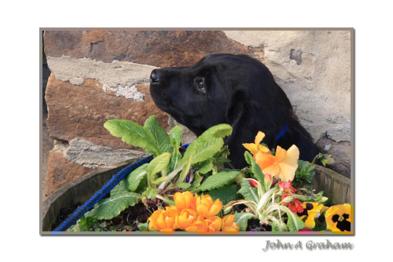 Labrador/plantpot cross puppy