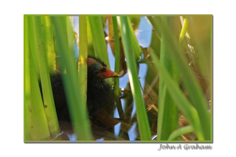 If I hide among the irises......