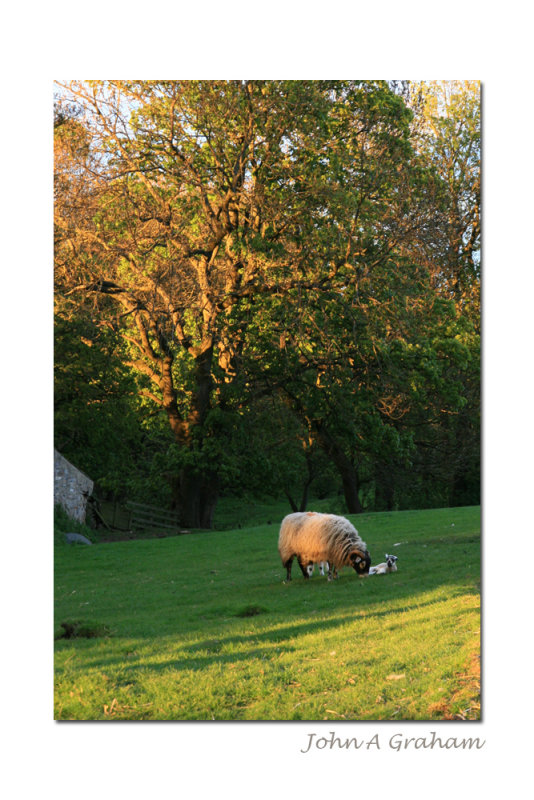 New family in evening light