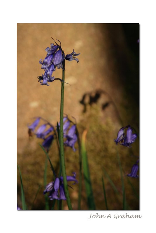 shady bluebells