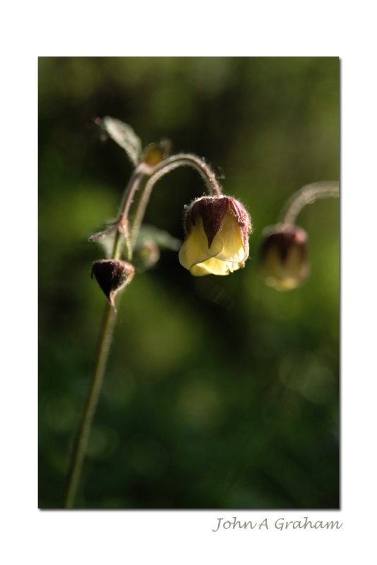 water avens