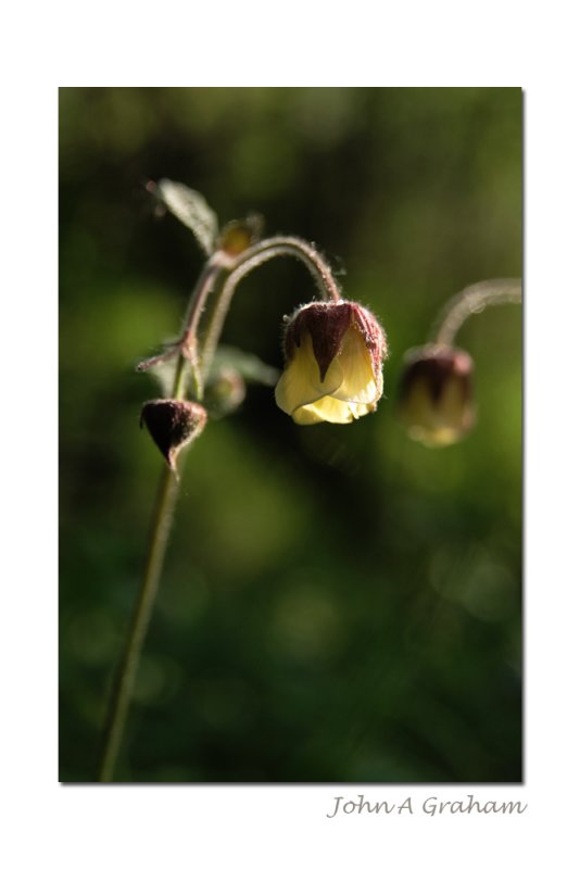 water avens