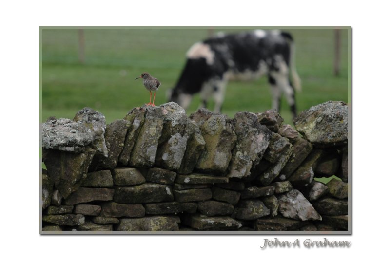 redshank on patrol