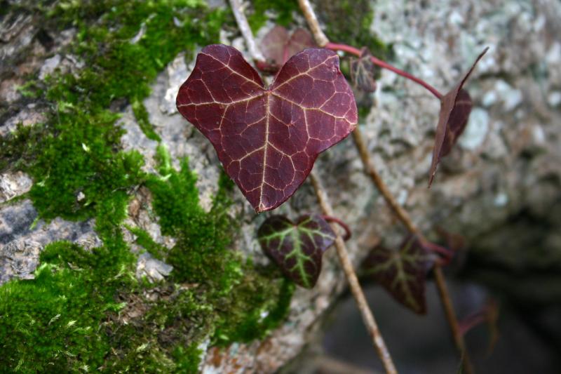 leaf on an old log