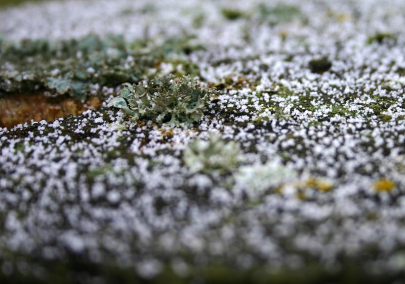 Snow and lichen on a gatepost.