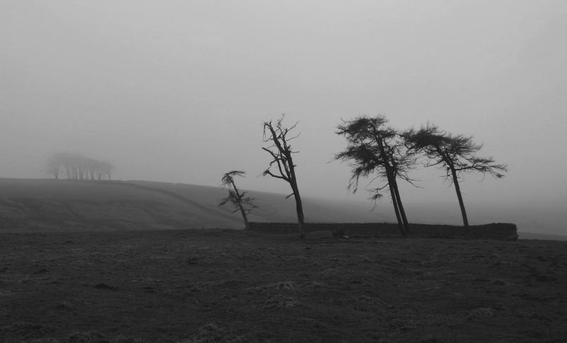 Trees on a grey day