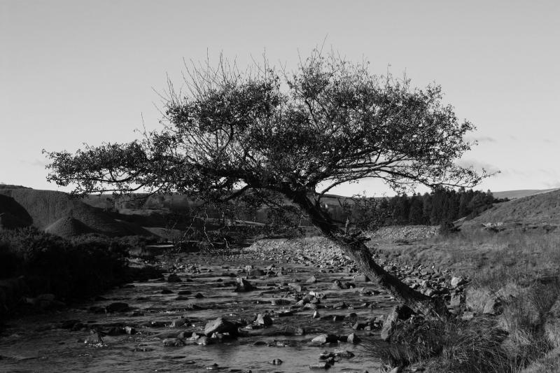 tree by the burn