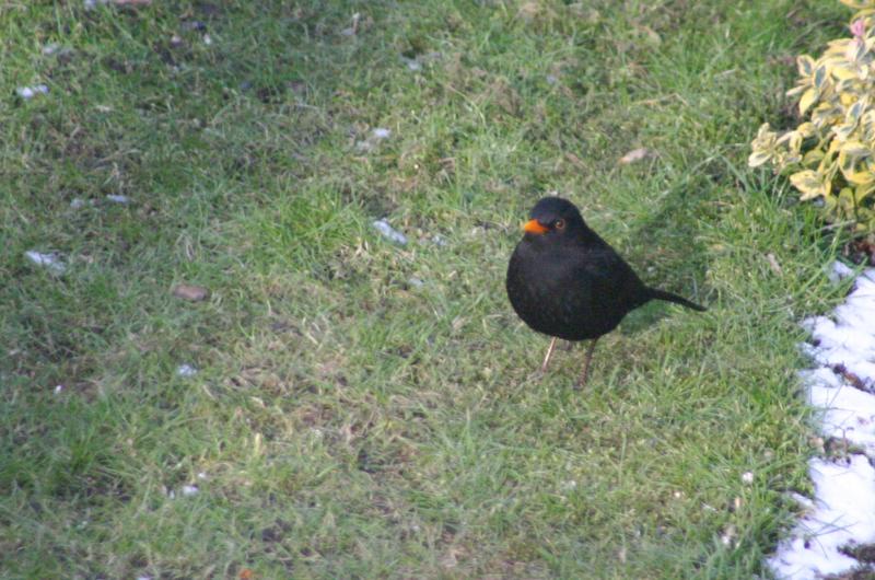 blackbird.