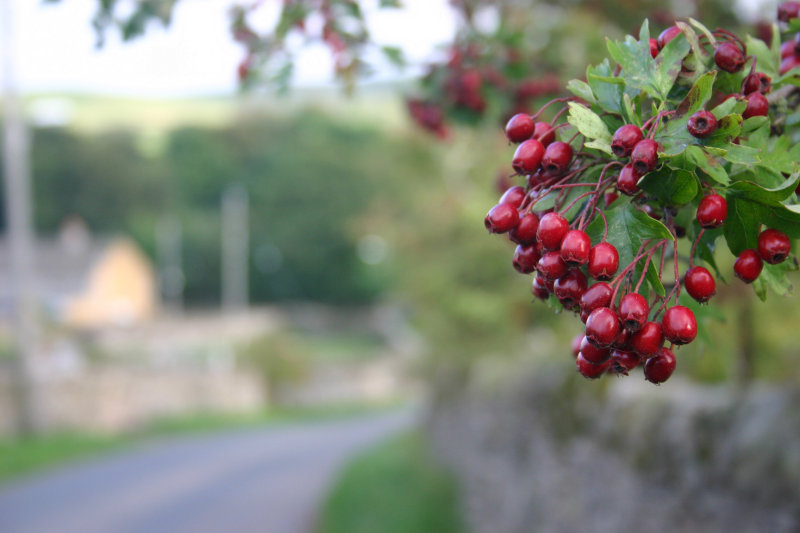 Hawthorn berries