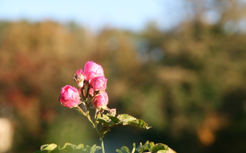 roses