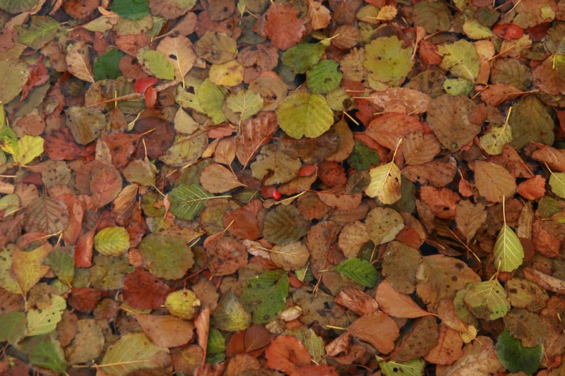 dam leaves