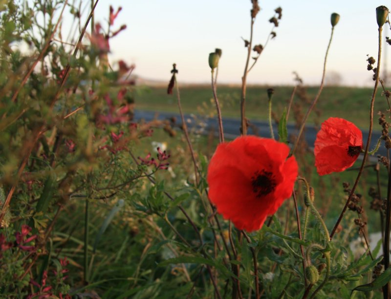 november poppies