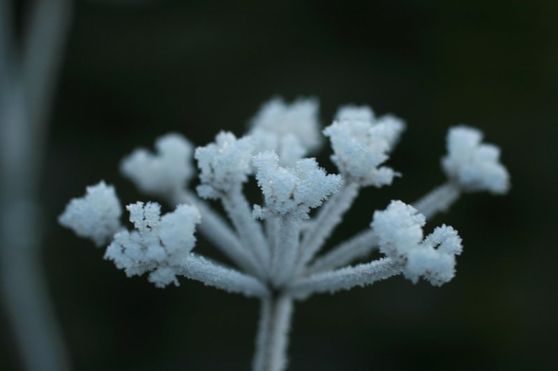 frosted weed