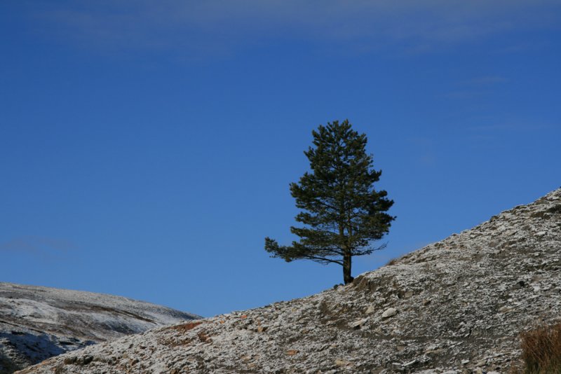 The lonesome Pine