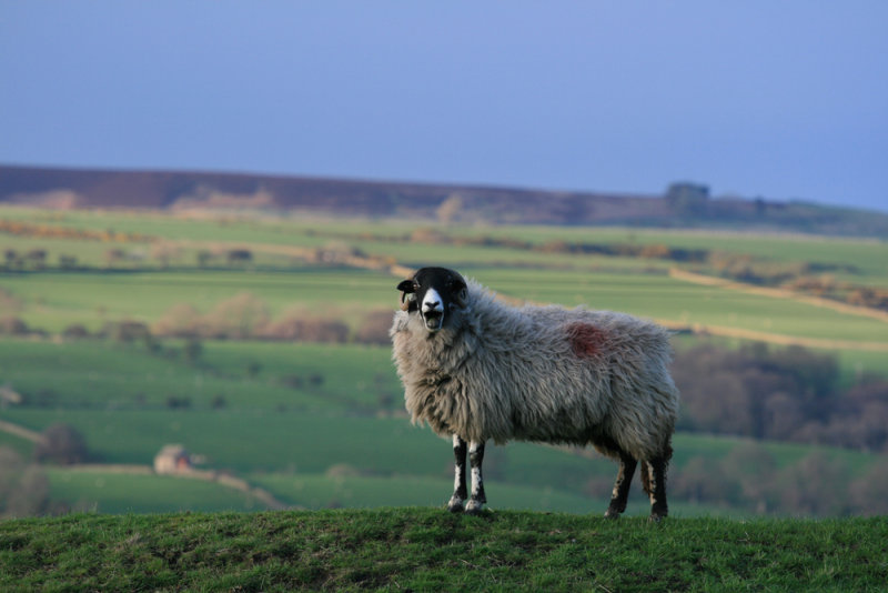 The singing sheep