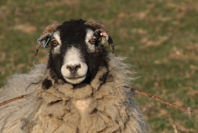 the old stick through the sheep trick