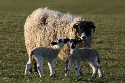 Try a little tenderness