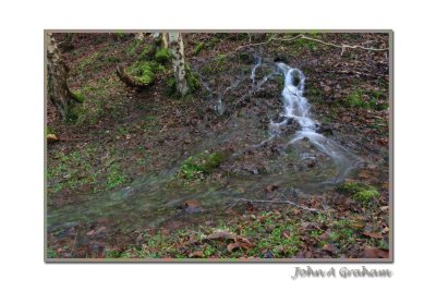 spring forth