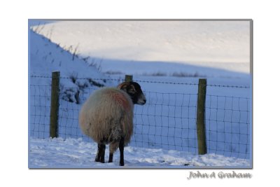 The old cold shoulder