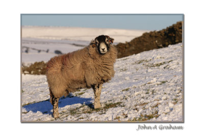 sheepish