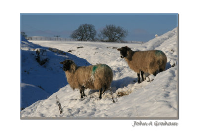 Are ewe throwing snowballs?