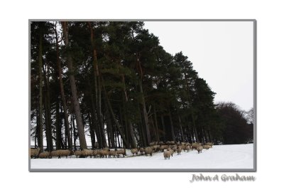 shelter