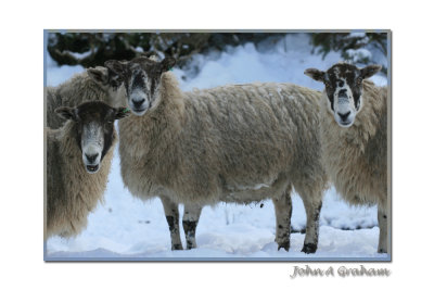 hey ewe
