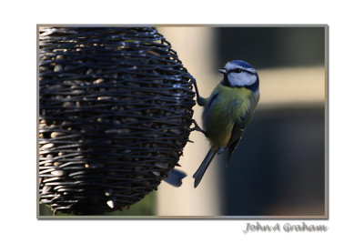 Blue Tit